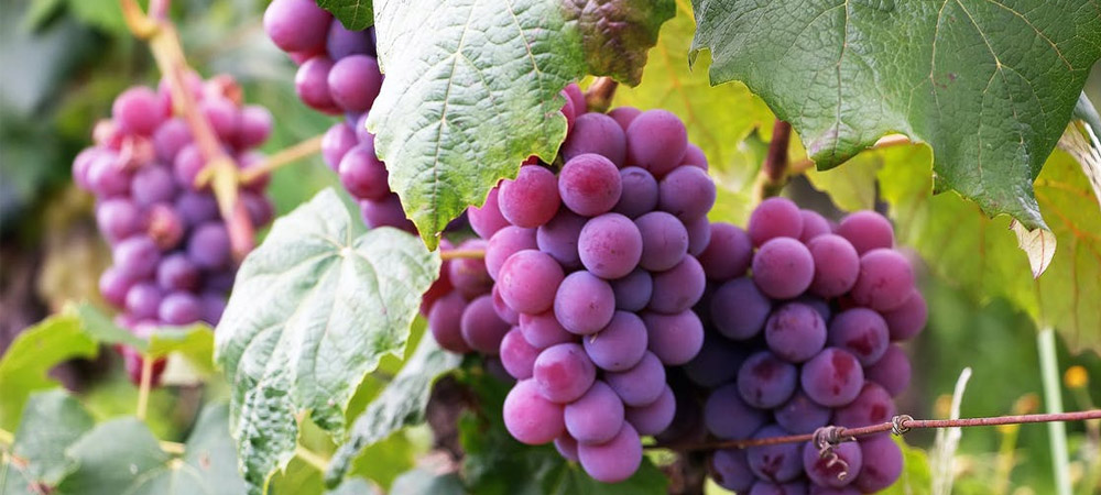 Develop Grapes In A Greenhouse within the UK - househavenz.com