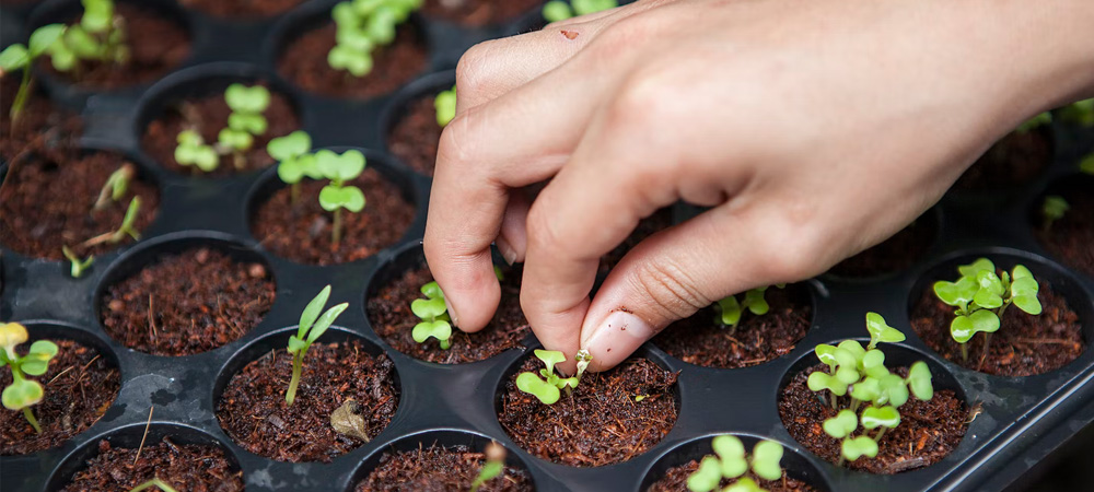 How To Prick Out And Transplant Seedlings